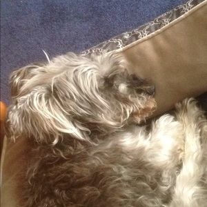 Meet your Posher, Hugo